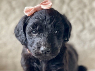 Goldendoodle – F1 Phantom Goldendoodle (female) – West Monroe