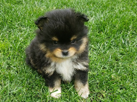 Pomeranian - pomeranian Chihuahua pups  available for adoption in Mission