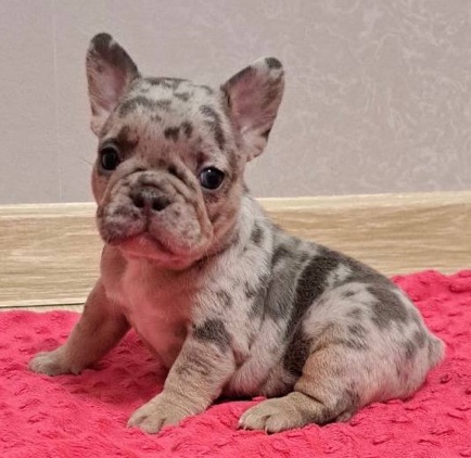 French Bulldog – Milkshake Adorable Girl French Bulldog Puppy - Merle Grеy Frenchie puppies - Female bulldogs