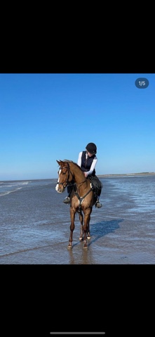 Allrounder mare for sale