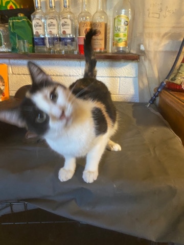 cat for sale