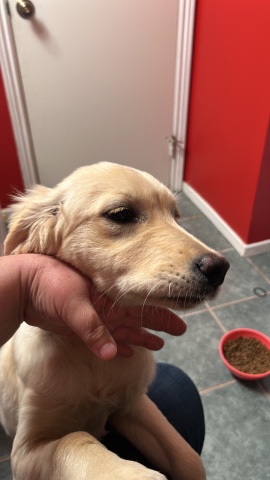 Golden Retriever – Nena