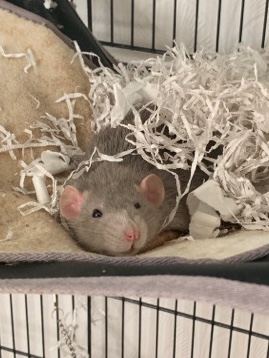 Any – Hand Tame Female Rats | from 7 weeks to 7 months