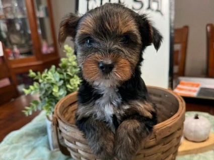 Yorkshire Terrier – yorkies – Cumberland Gap