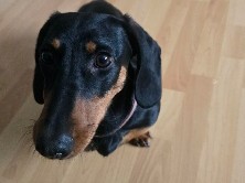 Dachshund – 6 Monate altes Dackel Weibchen – Esslingen