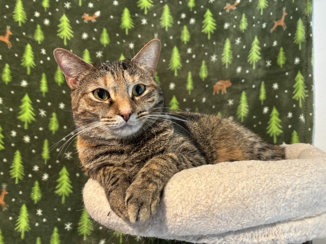 American Shorthair – Female American Short Hair – San Antonio