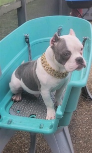 American Bulldog – Micro Bullies Bullsace Bloodline (CHRISTMAS SPECIA