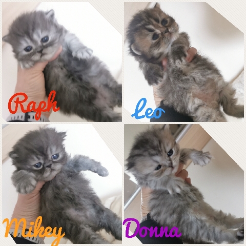 Persian (Traditional) – male and female persian kittens ready June