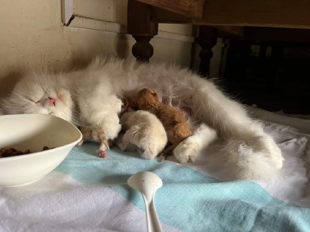 Persian (Modern) – Kittens