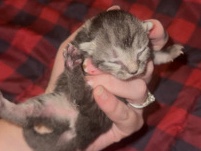 Kittyyyy! – Maryville
