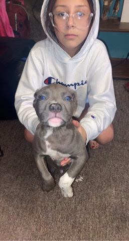 American Bully XL