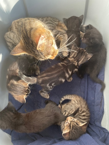 Black and Tabby Kittens