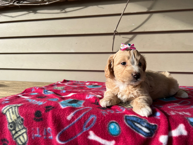 Sandy (mini goldendoodle)