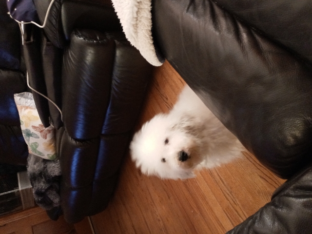 Toy Poodle