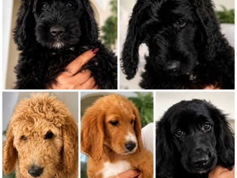 Goldendoodle – 6 Golden doodle/Shepadoodles. Mount Dora, Florida – Apopka
