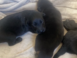 German Shepherd – German shepherd puppies