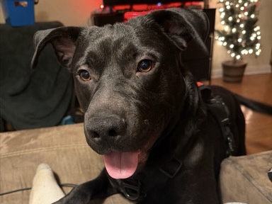 Labrador Retriever – New Home for Storm – Clayton
