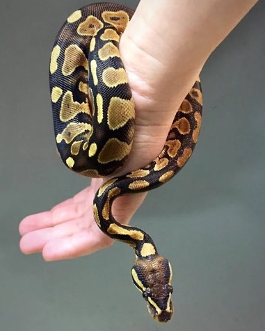 Ball python snake