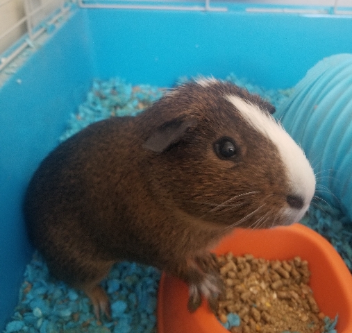 Any – Chubby & Charming Male Guinea Pig