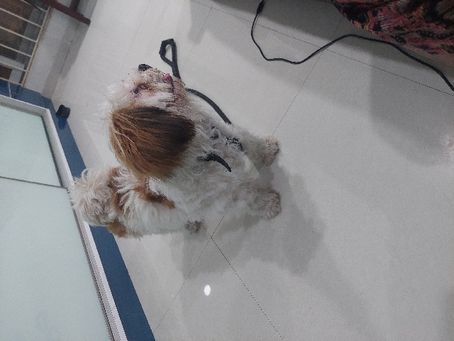 Shih Tzu – Shih Tzu Selling Habsiguda, Hyderabad