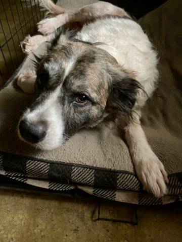Border Collie – Winston Needs a Home
