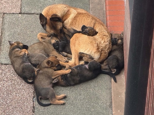 Belgian Shepherd Dog (Malinois) – loving puppies ready to leave soon – Stoke-On-Trent