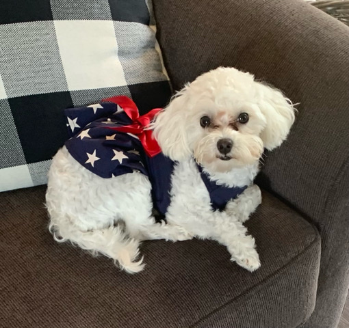Maltese – Missy