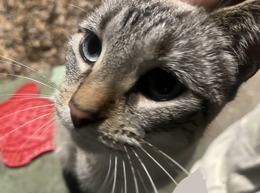 Siamese – help me find a home/ price is negotiable! – Tulsa
