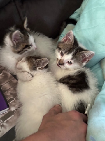 Manx – Half Manx and calico kittens