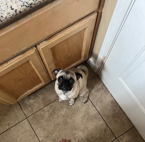 Pug – Rehoming Dog