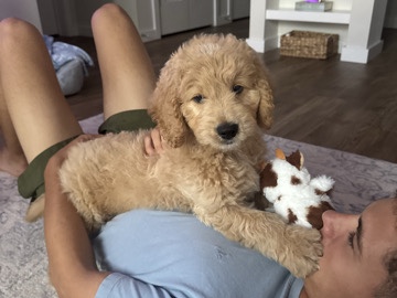 Goldendoodle – Sweet Goldendoodle Puppy for Sale – 9-10 Weeks Old – La Plata