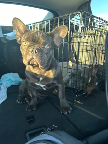 French Bulldog – Fluffy Carrier Frenchie
