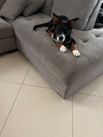 Australian Cattle Dog – Playful Shadow