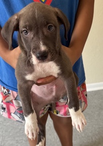 American Pit Bull Terrier – pitbull mixed