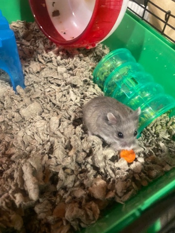 Any – Roborovski dwarf hamster for sale
