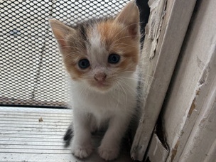 American Shorthair – Rehoming kittens – La Habra