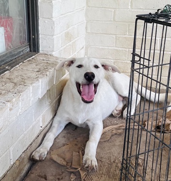 Free Mutt Doggie
