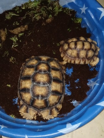 turtle – sulcata tortoises for sell 3 ... 2 4 year olds and one 6 year old