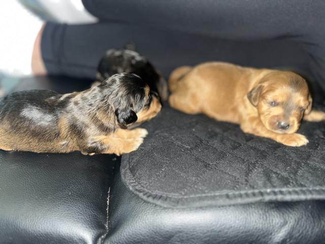 English Cocker Spaniel - cocker spaniel puppies available for adoption in Salford