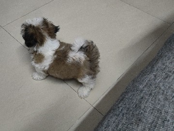 Shih Tzu – Shih Tzu(MALE) – Hyderabad
