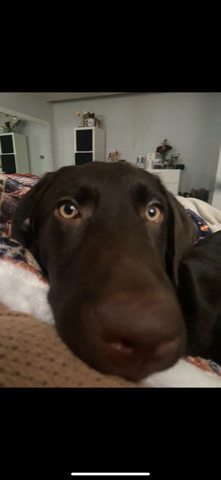 Labrador Retriever – 6 month old chocolate lab