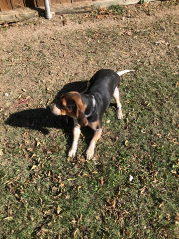 Beagle – Beagle
