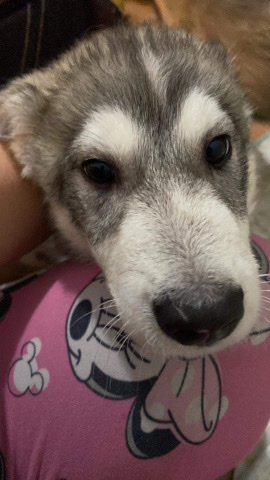 Siberian Husky – husky part wolf