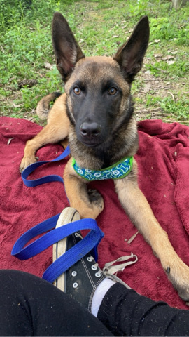 Belgian Shepherd Dog (Malinois) – Rex the Belgian Malinois