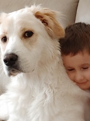 Great Pyrenees – Great Pyrenees/Maremma looking for a forever home
