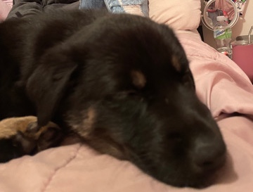 German Wirehaired Pointer – German Shepard Mix/ Husky and Choc Lab.