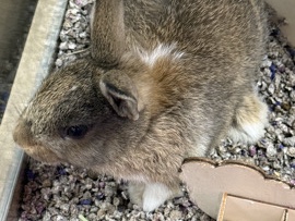 looking to rehome cocoa – Georgetown