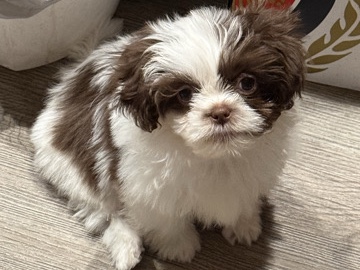 Shih Tzu – boy shih tzu – Chandler