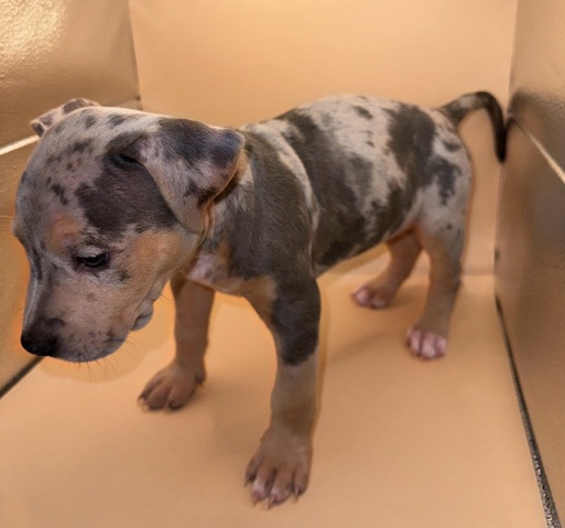 American Bulldog – exotic American bully