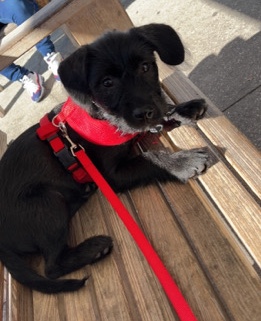American Pit Bull Terrier – female wired lab/pit